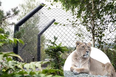 Enclos à félins Zoo Zürich